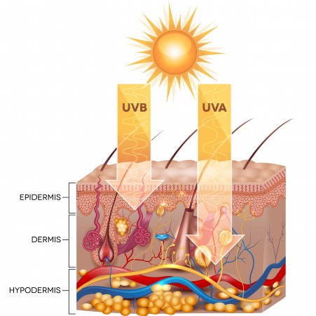 紫外線A波とB波と皮下組織