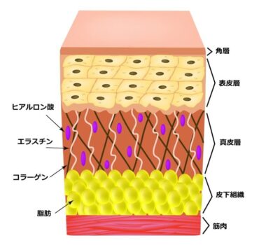 皮膚の構造（ヒアルロン酸、コラーゲン、エラスチン）